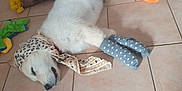 Ayden a rejoint le concours — aidez-le/la à gagner de superbes lots ! dog, sleeping, white_dog, scarf, socks, tiled_floor, toys, leopard_print, polka_dot, orange_socks, gray_socks, indoor, pet, cute, resting, animal, floor, cozy, playful, domestic