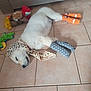 dog, sleeping, white_dog, scarf, socks, tiled_floor, toys, leopard_print, polka_dot, orange_socks, gray_socks, indoor, pet, cute, resting, animal, floor, cozy, playful, domestic