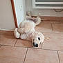 Ayden a rejoint le concours — aidez-le/la à gagner de superbes lots ! dog, puppy, golden_retriever, lying_down, floor, tile_floor, indoor, pet, cute, relaxed, playful, fur, animal, canine, young_dog, head, face, ear, tail, corner