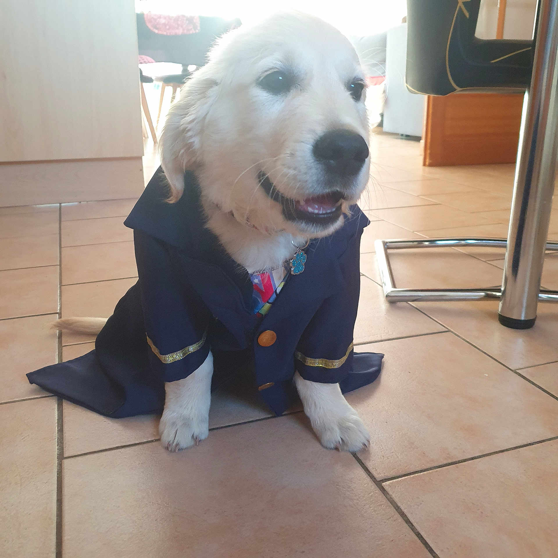 Ayden participe au concours pour gagner de l'argent avec cette photo : animal, canine, chair, clothing, collar, cute, dog, floor, furniture, golden_retriever, happy, home, indoor, jacket, metal, pet, puppy, sitting, smiling, tile