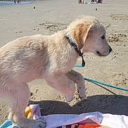 Ayden participe au concours pour gagner de l'argent avec cette photo : puppy, dog, beach, sand, collar, leash, towel, sunlight, outdoor, pet, animal, playful, young, fur, cute, side_view, walking, summer, daytime, nature