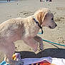puppy, dog, beach, sand, collar, leash, towel, sunlight, outdoor, pet, animal, playful, young, fur, cute, side_view, walking, summer, daytime, nature