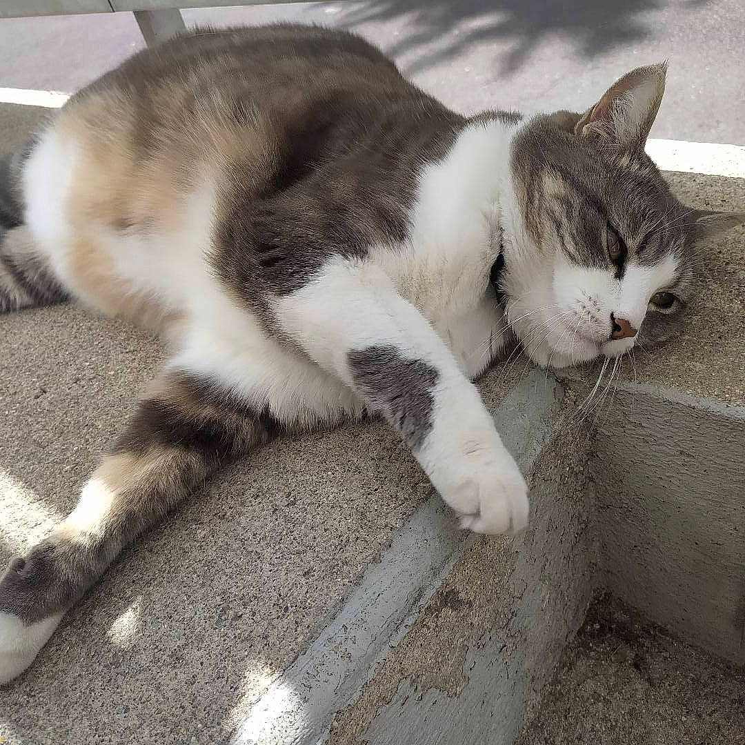 Lola participe au concours pour gagner de l'argent avec cette photo : carnivore, cat, claw, comfort, domestic_short_haired_cat, eye, felidae, foot, fur, human_leg, metal, nap, paw, sitting, sleep, small_to_medium_sized_cats, snout, tail, whiskers