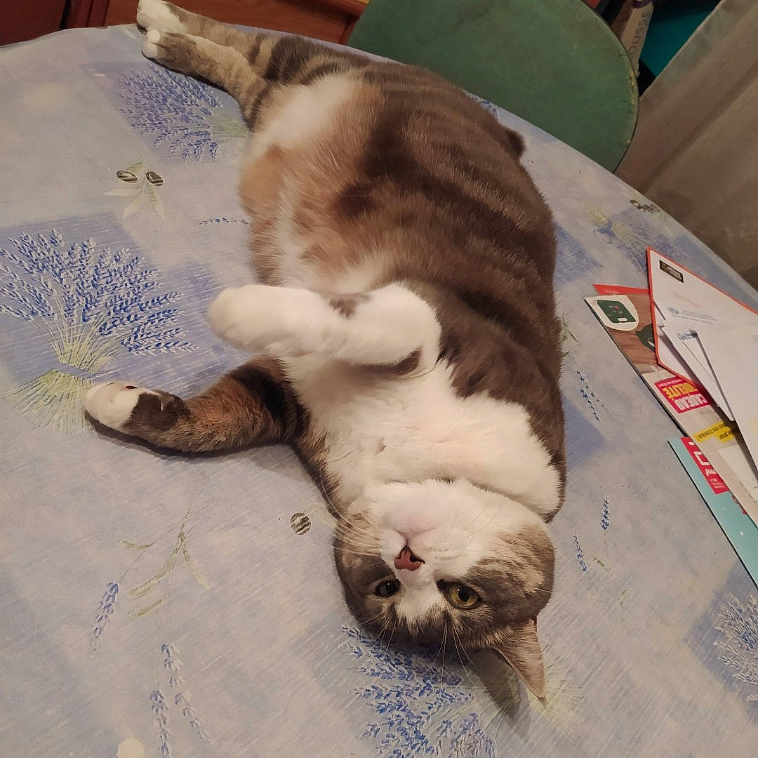 Lola participe au concours pour gagner de l'argent avec cette photo : canidae, carnivore, cat, claw, comfort, companion_dog, dog_breed, domestic_short_haired_cat, fawn, felidae, fur, hardwood, mammal, nap, paw, small_to_medium_sized_cats, sporting_group, tail, whiskers, wood