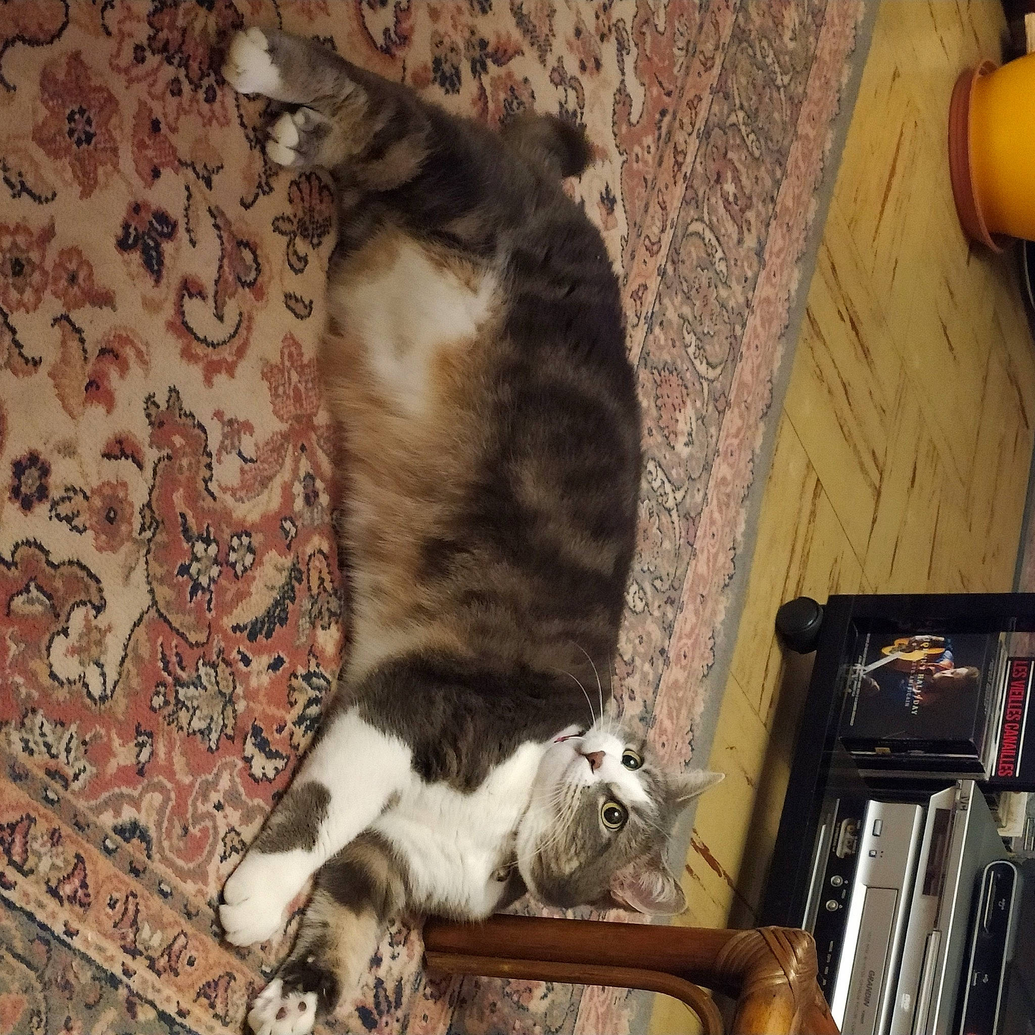 Lola participe au concours pour gagner de l'argent avec cette photo : carnivore, cat, domestic_short_haired_cat, felidae, flooring, fur, small_to_medium_sized_cats, tail, whiskers, wood