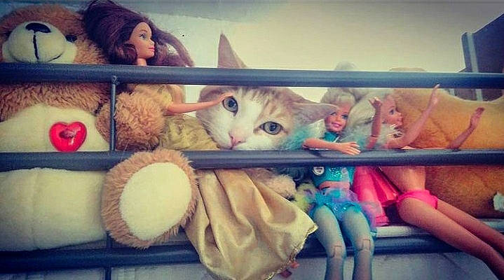 Opium a rejoint le concours — aidez-le/la à gagner de superbes lots ! carnivore, cat, cloud, comfort, cool, felidae, friendship, hand, happy, head, interaction, lap, leg, morning, selfie, sky, small_to_medium_sized_cats, textile, toy, whiskers