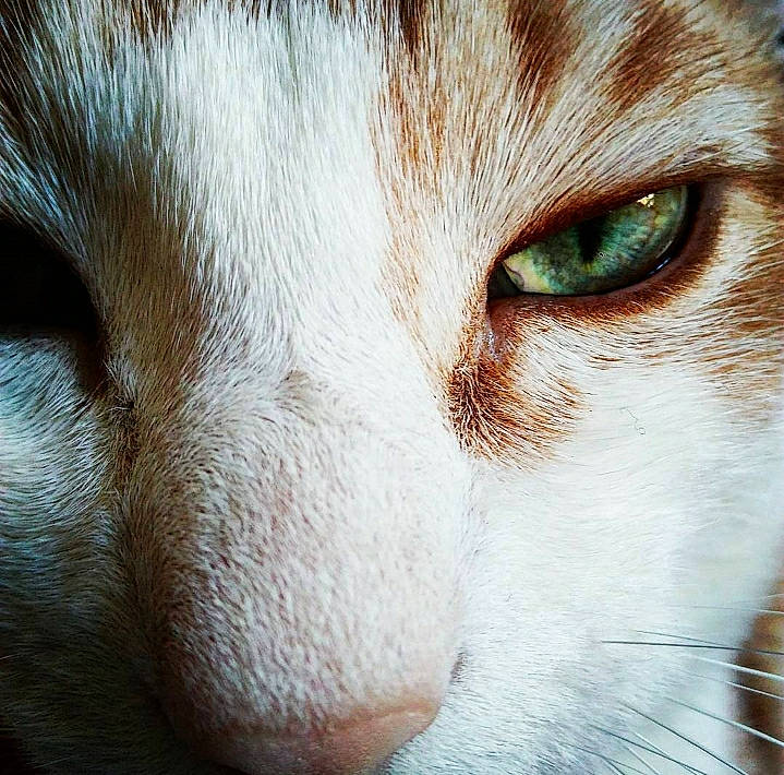 Opium participe au concours pour gagner de l'argent avec cette photo : carnivore, cat, close_up, domestic_short_haired_cat, ear, eyelash, fang, fawn, felidae, fur, macro_photography, paw, small_to_medium_sized_cats, snout, terrestrial_animal, whiskers, wildlife