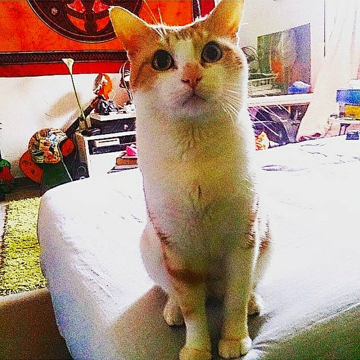 Opium participe au concours pour gagner de l'argent avec cette photo : carnivore, cat, claw, domestic_short_haired_cat, fawn, felidae, fish, fur, paw, photo_caption, sitting, small_to_medium_sized_cats, snout, square, tail, whiskers, window