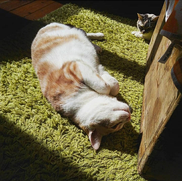 Opium a rejoint le concours — aidez-le/la à gagner de superbes lots ! carnivore, cat, comfort, companion_dog, dog_breed, domestic_short_haired_cat, fawn, felidae, foot, grass, human_leg, mammal, plant, small_to_medium_sized_cats, snout, tail, terrestrial_animal, vertebrate, whiskers, wood