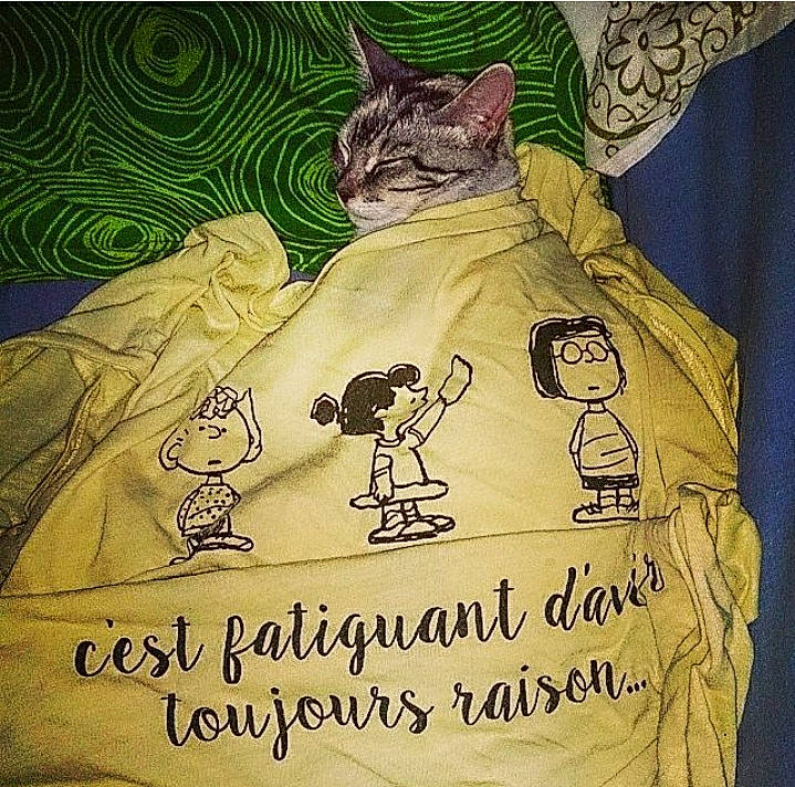 Nana a rejoint le concours — aidez-le/la à gagner de superbes lots ! art, baby_toddler_clothing, carnivore, cat, domestic_short_haired_cat, drawing, felidae, fictional_character, font, handwriting, illustration, linens, painting, pattern, sleeve, small_to_medium_sized_cats, t_shirt, top, visual_arts, whiskers