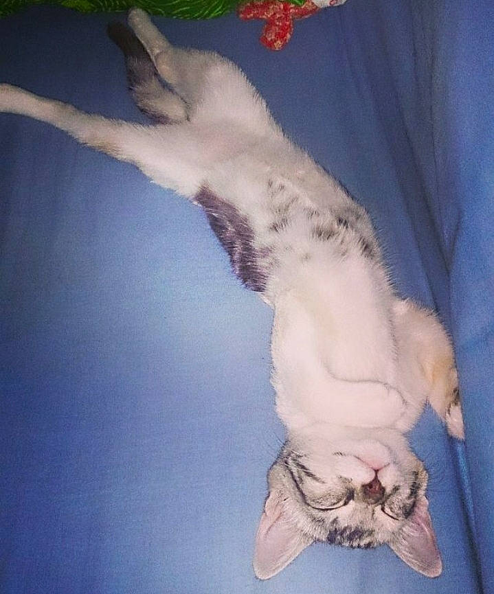 Nana participe au concours pour gagner de l'argent avec cette photo : canidae, carnivore, cat, claw, companion_dog, dog_breed, fawn, felidae, foot, fur, gesture, human_leg, paw, small_to_medium_sized_cats, snout, sporting_group, tail, terrestrial_animal, toe, whiskers