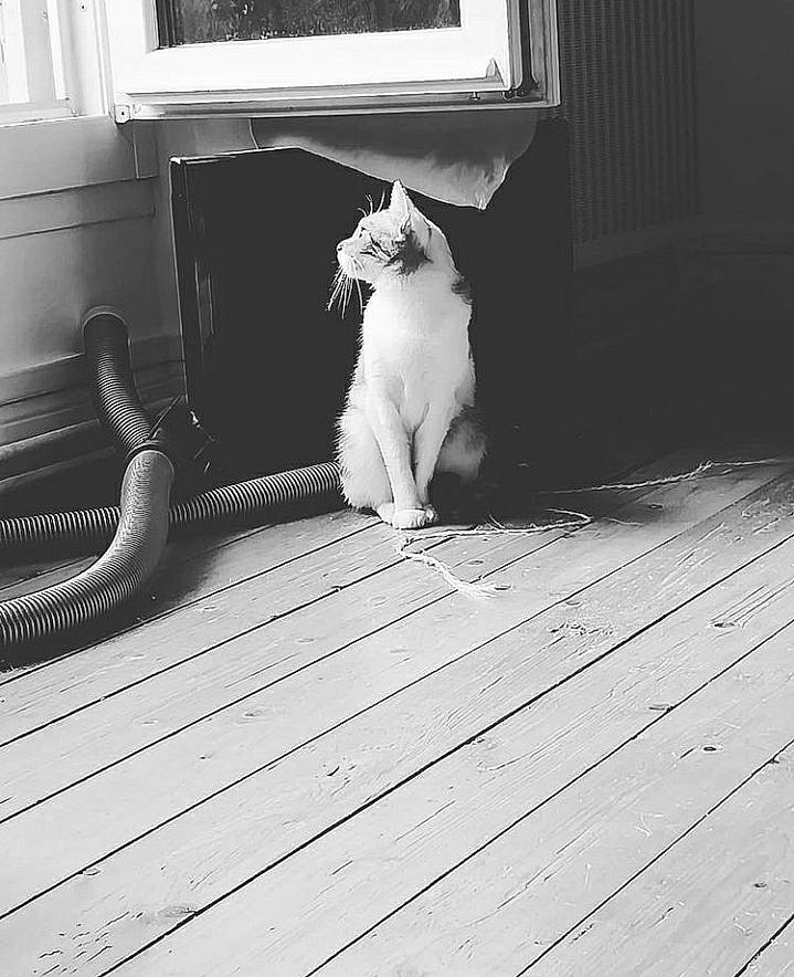 Nana participe au concours pour gagner de l'argent avec cette photo : black, black_and_white, carnivore, cat, felidae, flooring, grey, leg, line, mammal, monochrome, monochrome_photography, small_to_medium_sized_cats, snout, style, tail, whiskers, white, window, wood