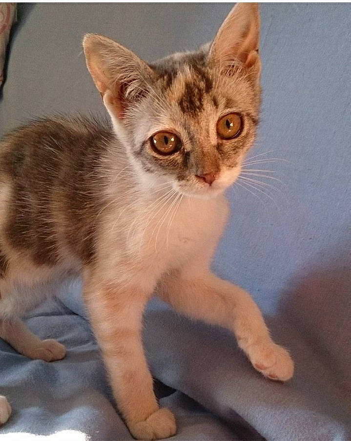 Nana a rejoint le concours — aidez-le/la à gagner de superbes lots ! carnivore, cat, claw, domestic_short_haired_cat, eye, fawn, felidae, fur, paw, photo_caption, sitting, small_to_medium_sized_cats, snout, tail, terrestrial_animal, whiskers, wildlife