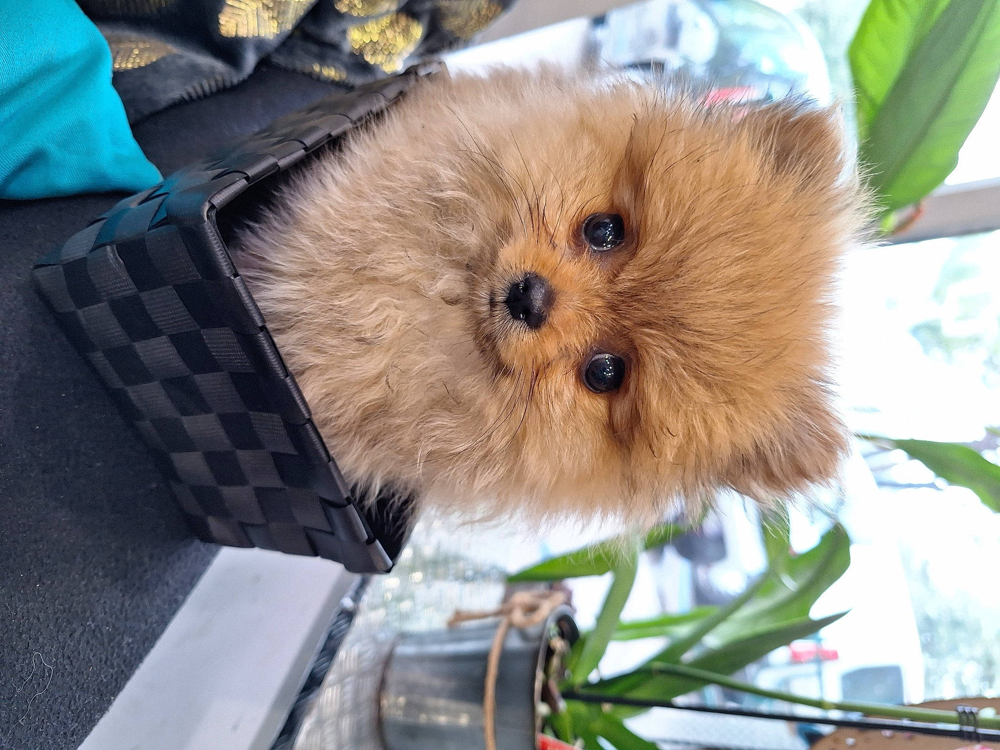 Bella a rejoint le concours — aidez-le/la à gagner de superbes lots ! bag, bear, canidae, carnivore, companion_dog, dog_breed, event, fawn, fur, plant, rodent, small_terrier, sporting_group, terrestrial_animal, terrier, toy, toy_dog, tree, whiskers, wildlife