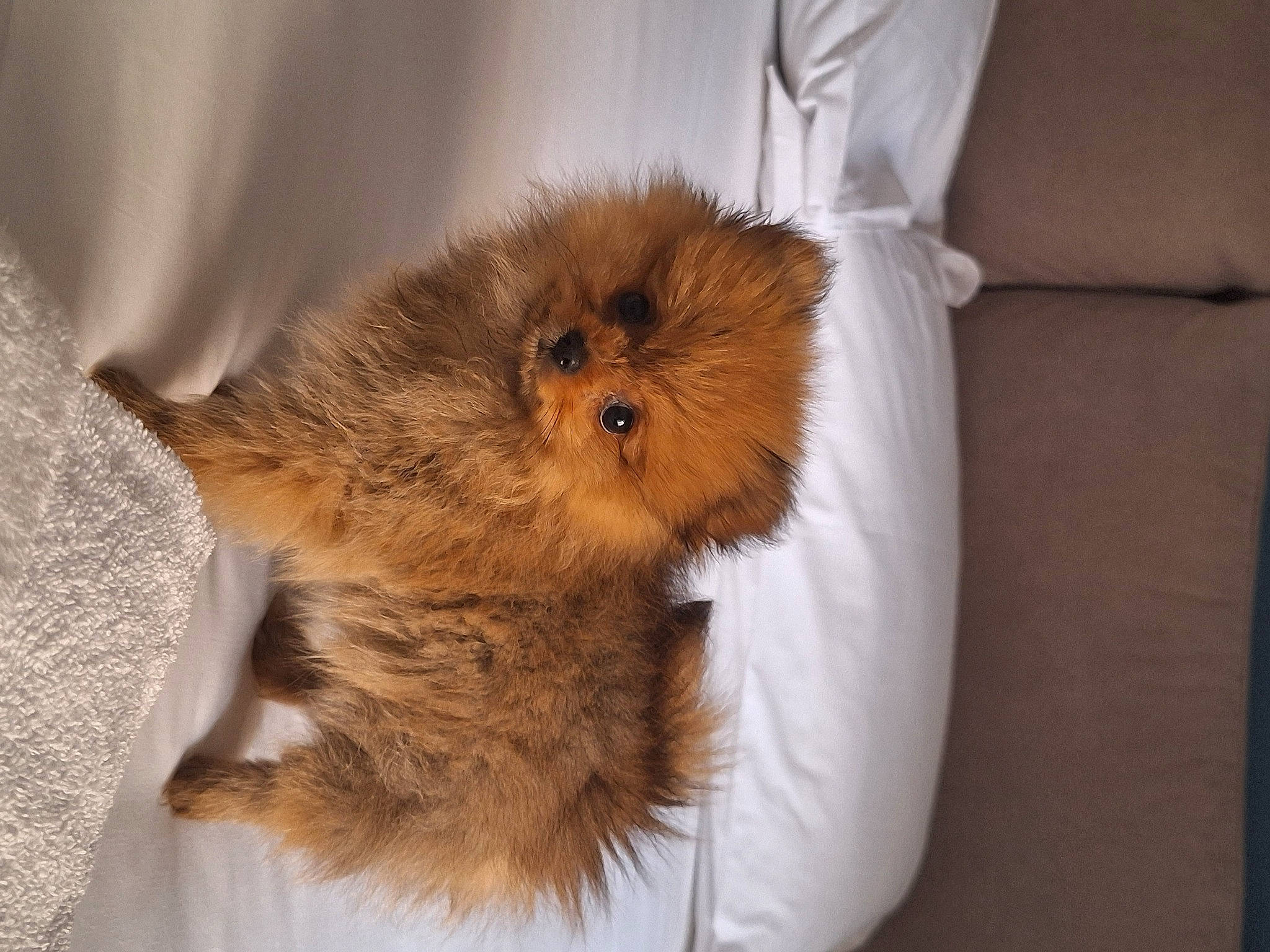 Bella a rejoint le concours — aidez-le/la à gagner de superbes lots ! canidae, carnivore, claw, comfort, companion_dog, dog, dog_breed, fawn, felidae, fur, liver, non_sporting_group, paw, puppy, small_to_medium_sized_cats, sporting_group, tail, terrestrial_animal, toy_dog, whiskers