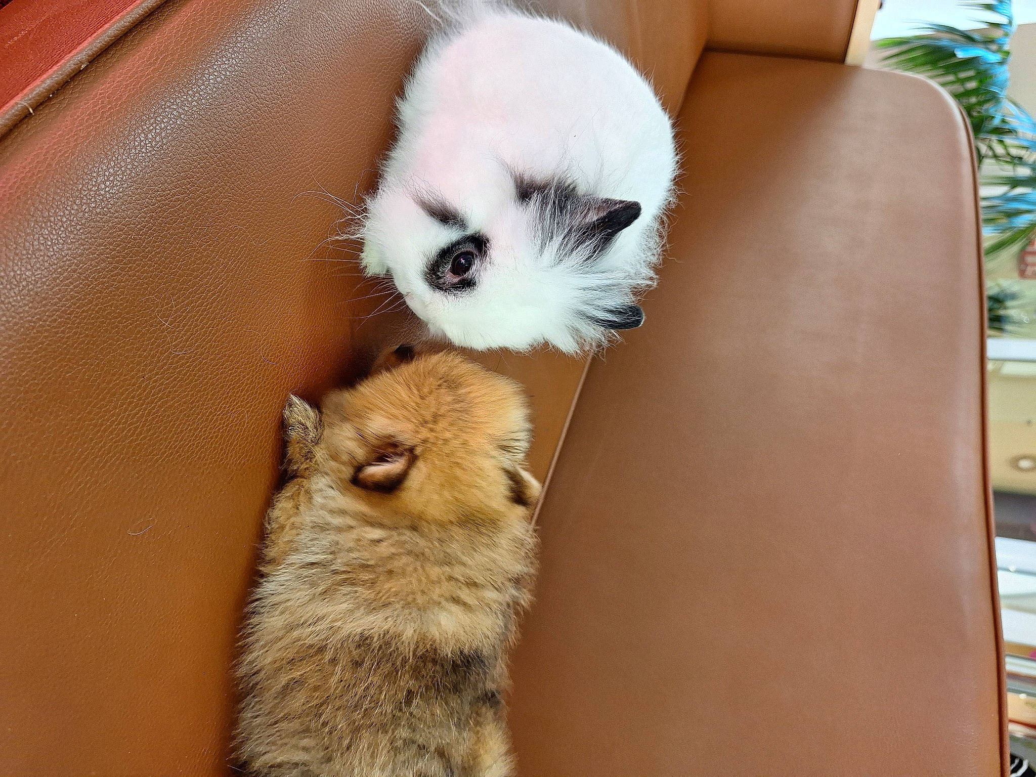 Bella a rejoint le concours — aidez-le/la à gagner de superbes lots ! bag, canidae, carnivore, cat, claw, comfort, companion_dog, dog_breed, fawn, felidae, fur, paw, photo_caption, small_to_medium_sized_cats, snout, tail, terrestrial_animal, toy_dog, whiskers, wildlife