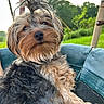 Arbi is registered to the contest to win money with this photo: adorable, animal, closeup, cushion, cute, dog, fluffy, fur, grass, greenery, nature, outdoor, pet, playful, portrait, relaxed, sunlight, tie, tree, young