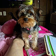 Arbi is registered to the contest to win money with this photo: animal, bed, black, brown, collar, cozy, cute, dog, domestic_animal, fur, indoor, leg, notebook, paw_pendant, pet, pink, pink_bedding, small_dog, television, wooden_furniture