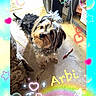 adorable, animal, colorful_frame, companion, concrete_floor, curious, cute, decorative, dog, fluffy, hearts, indoor, looking_up, name_text, pet, rainbow, sparkles, stars, topknot, toy