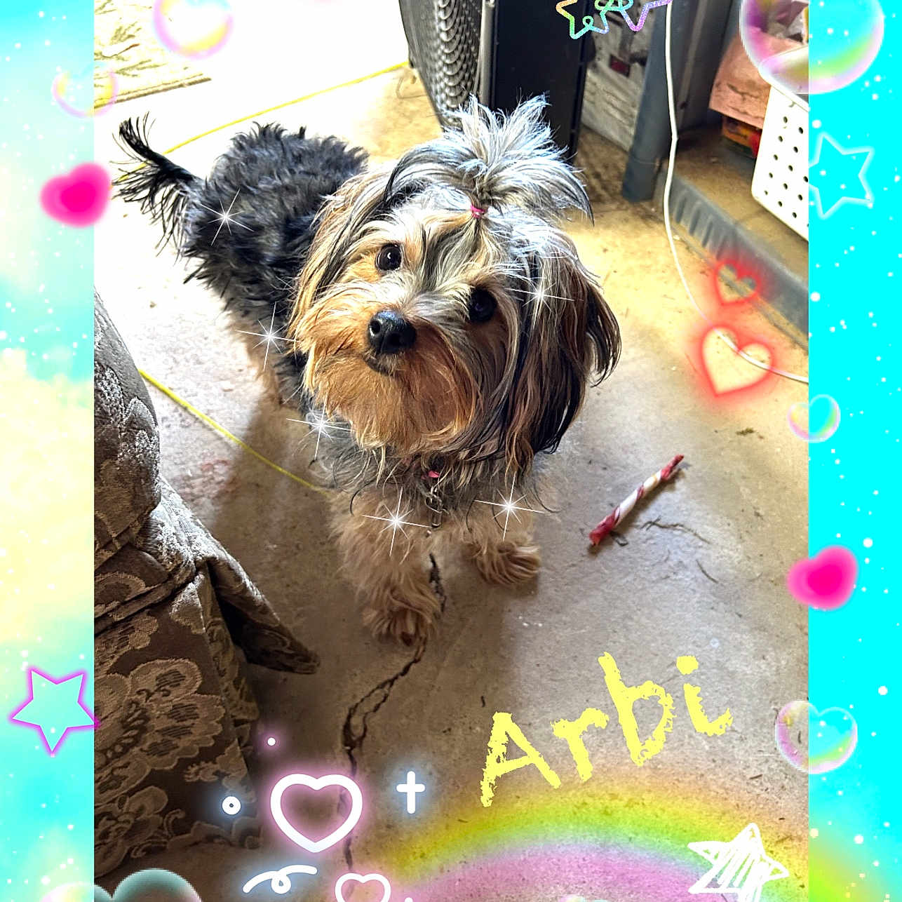 Arbi is registered to the contest to win money with this photo: adorable, animal, colorful_frame, companion, concrete_floor, curious, cute, decorative, dog, fluffy, hearts, indoor, looking_up, name_text, pet, rainbow, sparkles, stars, topknot, toy