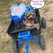 Arbi is registered to the contest to win money with this photo: animal, blue, cart, dirt, dog, fluffy, garden_cart, grass, heart_graphic, long_hair, looking_at_camera, outdoor, park, pet, pink_harness, sitting, small_dog, thought_bubble, wagon, yorkshire_terrier