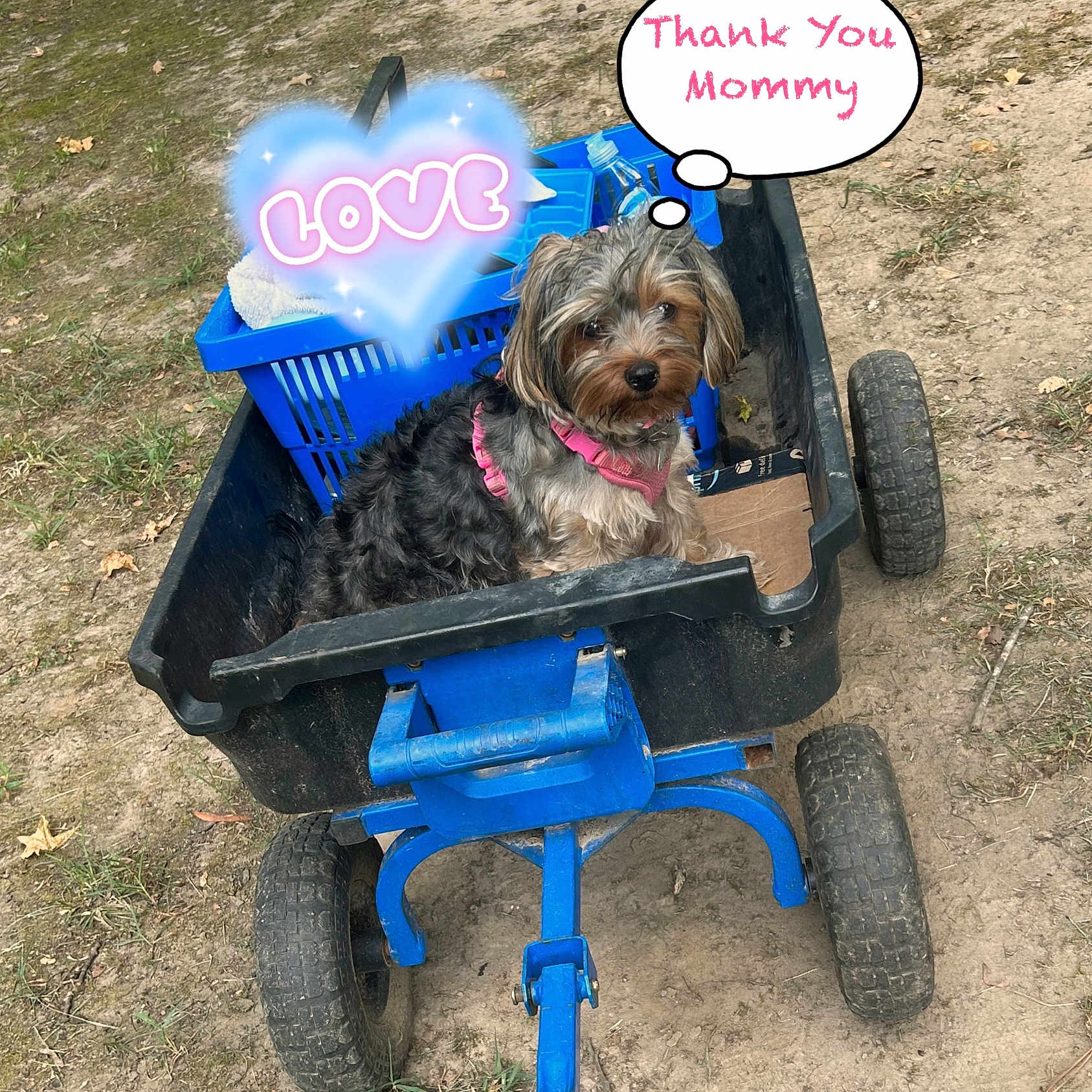 Arbi is registered to the contest to win money with this photo: animal, blue, cart, dirt, dog, fluffy, garden_cart, grass, heart_graphic, long_hair, looking_at_camera, outdoor, park, pet, pink_harness, sitting, small_dog, thought_bubble, wagon, yorkshire_terrier