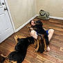 bag, barefoot, black_dog, brown_dog, casual, child, comfort, companionship, cuddling, dog, door, floor, friendly, home, indoor, pet, playful, relaxed, wall, wooden_floor