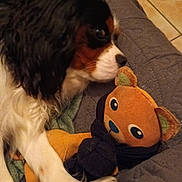 Volt participe au concours pour gagner de l'argent avec cette photo : dog, cavalier_king_charles_spaniel, stuffed_toy, teddy_bear, blanket, quilted_blanket, floor_tile, indoor, pet, snuggling, white_fur, black_fur, brown_fur, toy, close_up, animal, cozy, companion, soft_texture, resting