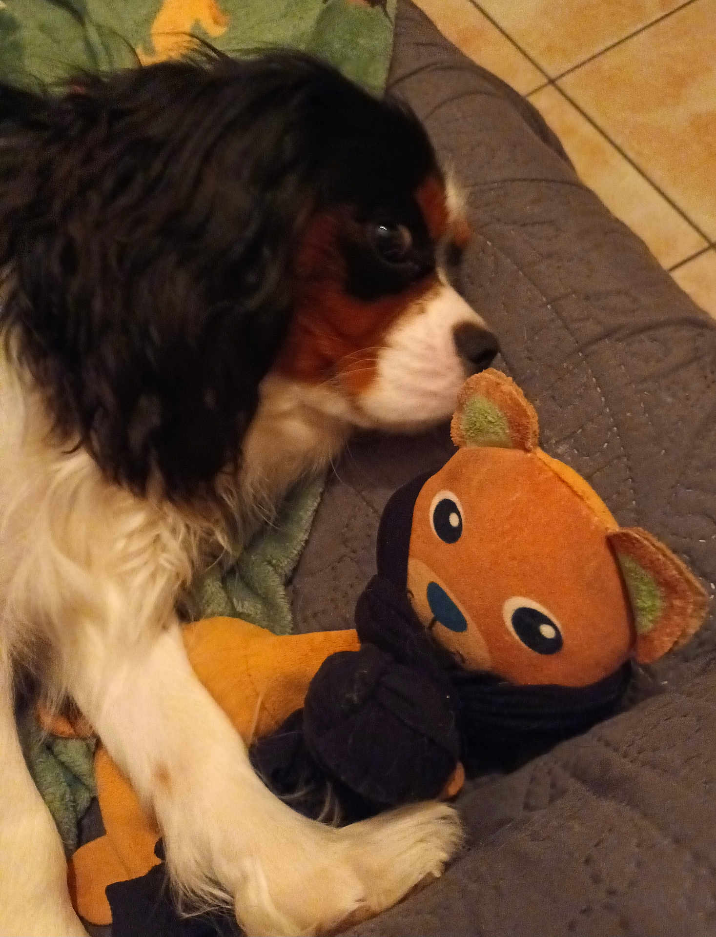 Volt participe au concours pour gagner de l'argent avec cette photo : dog, cavalier_king_charles_spaniel, stuffed_toy, teddy_bear, blanket, quilted_blanket, floor_tile, indoor, pet, snuggling, white_fur, black_fur, brown_fur, toy, close_up, animal, cozy, companion, soft_texture, resting