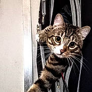 Tye Tye joined the competition — help win amazing prizes! cat, tabby, pet, animal, bag, zipper, stretching, paw, curious, indoor, wall, feline, cute, playful, looking, wide_eyes, claws, domestic, household, text_overlay