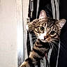 cat, tabby, pet, animal, bag, zipper, stretching, paw, curious, indoor, wall, feline, cute, playful, looking, wide_eyes, claws, domestic, household, text_overlay