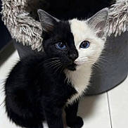 Halfsies is registered to the contest to win money with this photo: kitten, cat, black_and_white, blue_eyes, sitting, pet, feline, indoor, floor, cat_bed, fur, whiskers, cute, animal, portrait, young, domestic_cat, looking_up, two_tone, adorable
