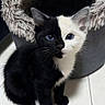 kitten, cat, black_and_white, blue_eyes, sitting, pet, feline, indoor, floor, cat_bed, fur, whiskers, cute, animal, portrait, young, domestic_cat, looking_up, two_tone, adorable