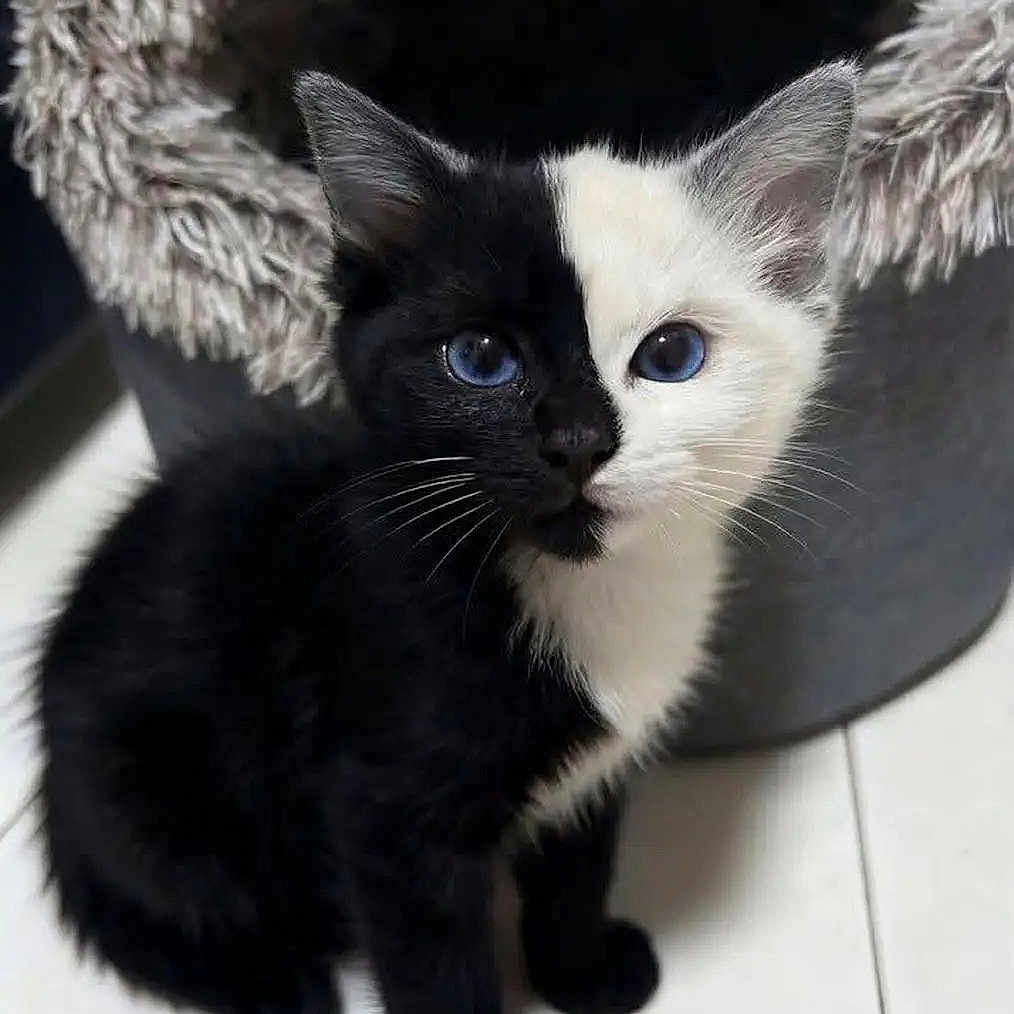 Halfsies is registered to the contest to win money with this photo: kitten, cat, black_and_white, blue_eyes, sitting, pet, feline, indoor, floor, cat_bed, fur, whiskers, cute, animal, portrait, young, domestic_cat, looking_up, two_tone, adorable