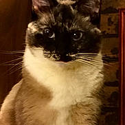 Chewy joined the competition — help win amazing prizes! animal, background, blue_eyes, brick_wall, cat, close_up, cute, domestic_animal, ears, face, feline, fur, indoor, mammal, nose, pet, portrait, siamese_cat, sitting, whiskers