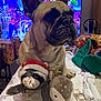accessories, animal, bag, boxer, bulldog, canine, computerhardware, dog, electronics, frenchbulldog, handbag, hardware, headphones, monitor, pet, plush, pug, screen, toy, tv