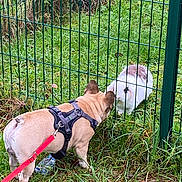 Romeo a rejoint le concours — aidez-le/la à gagner de superbes lots ! animal, bird, bulldog, canine, chicken, den, dog, fowl, frenchbulldog, grass, indoors, nature, outdoors, pet, pitbull, plant, poultry, puppy, rabbit, yard