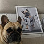 adult, animal, book, bulldog, canine, dog, face, female, frenchbulldog, head, person, pet, photoframe, photography, portrait, publication, pug, puppy, text, woman