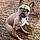 Rocco