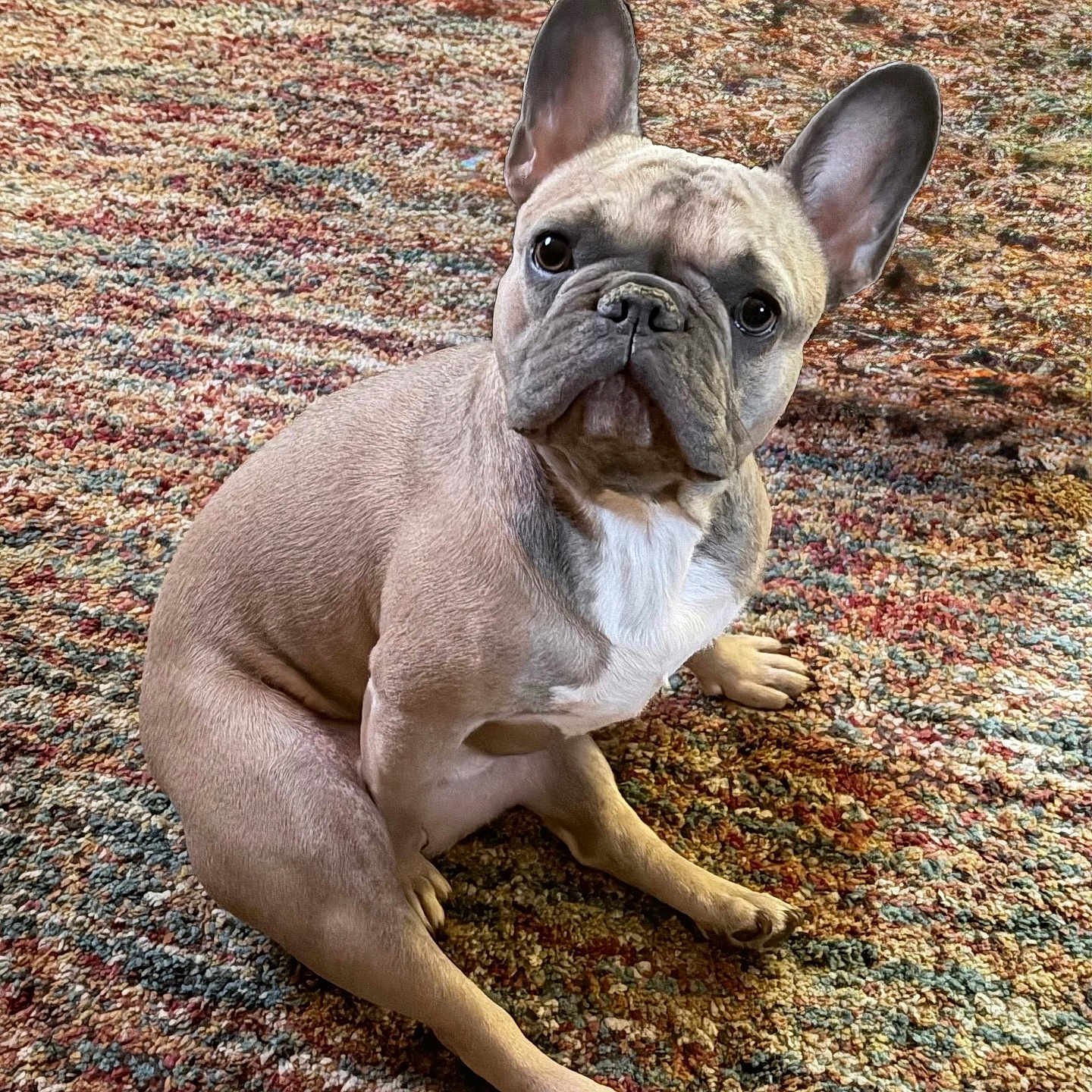 Rocco joined the competition — help win amazing prizes! french_bulldog, dog, pet, indoor, carpet, colorful, texture, animal, canine, ears, sitting, looking, curious, brown, white, fur, eyes, portrait, floor, cozy