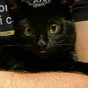 Shipie a rejoint le concours — aidez-le/la à gagner de superbes lots ! carnivore, cat, domestic_short_haired_cat, felidae, fur, head, iris, small_to_medium_sized_cats, snout, whiskers