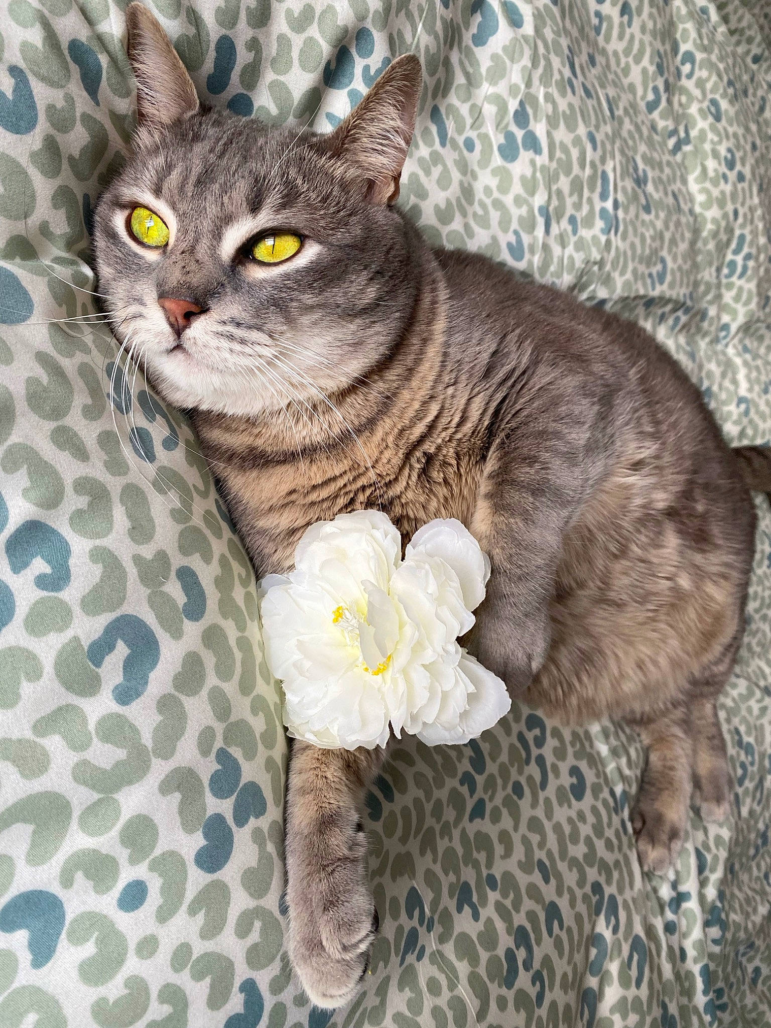 Zadig participe au concours pour gagner de l'argent avec cette photo : carnivore, cat, cut_flowers, domestic_short_haired_cat, felidae, flower, flowering_plant, fur, grey, pattern, paw, petal, plant, sitting, small_to_medium_sized_cats, snout, tail, whiskers, window