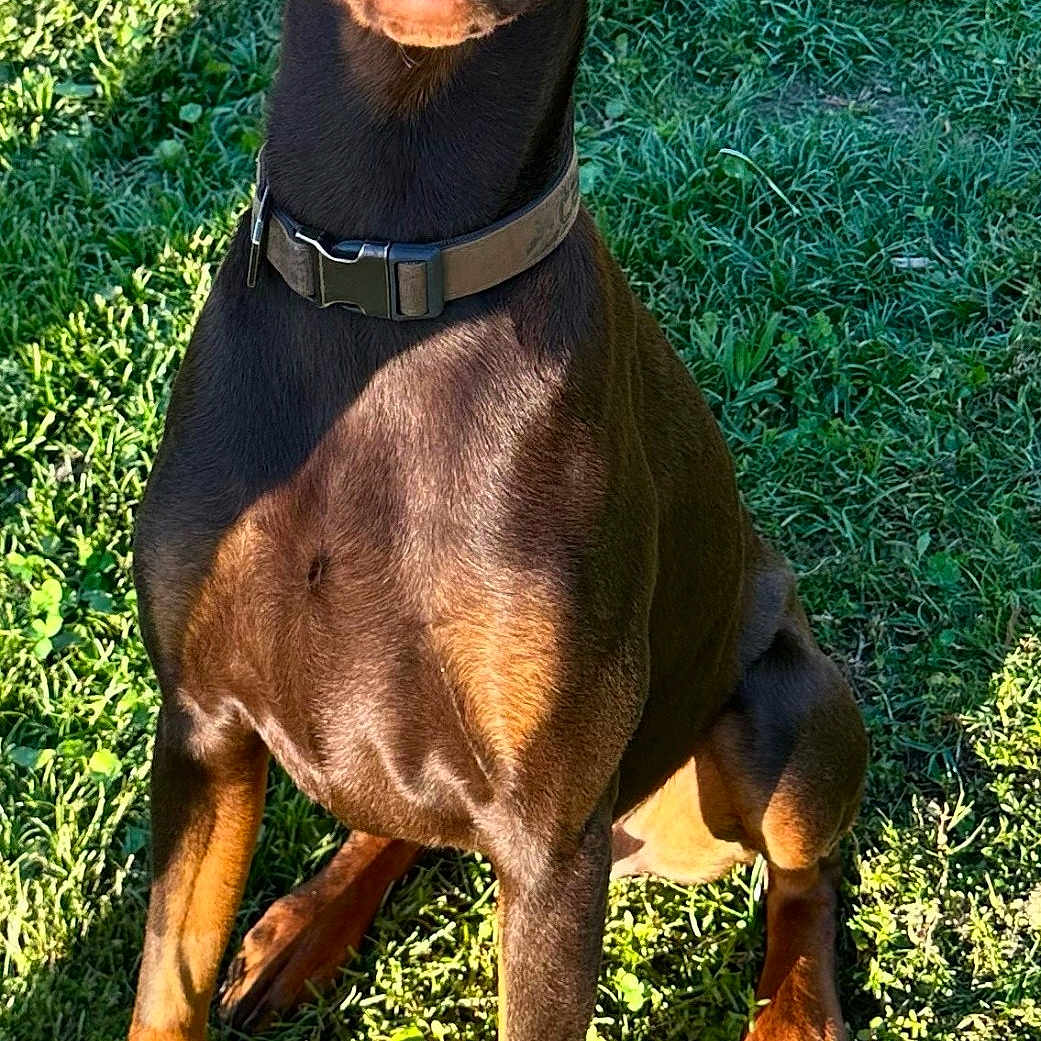 Moose joined the competition — help win amazing prizes! alert, animal, brown, canine, collar, doberman, dog, ears, eyes, fur, grass, greenery, legs, mouth, nature, outdoor, pet, shadow, sitting, sunlight