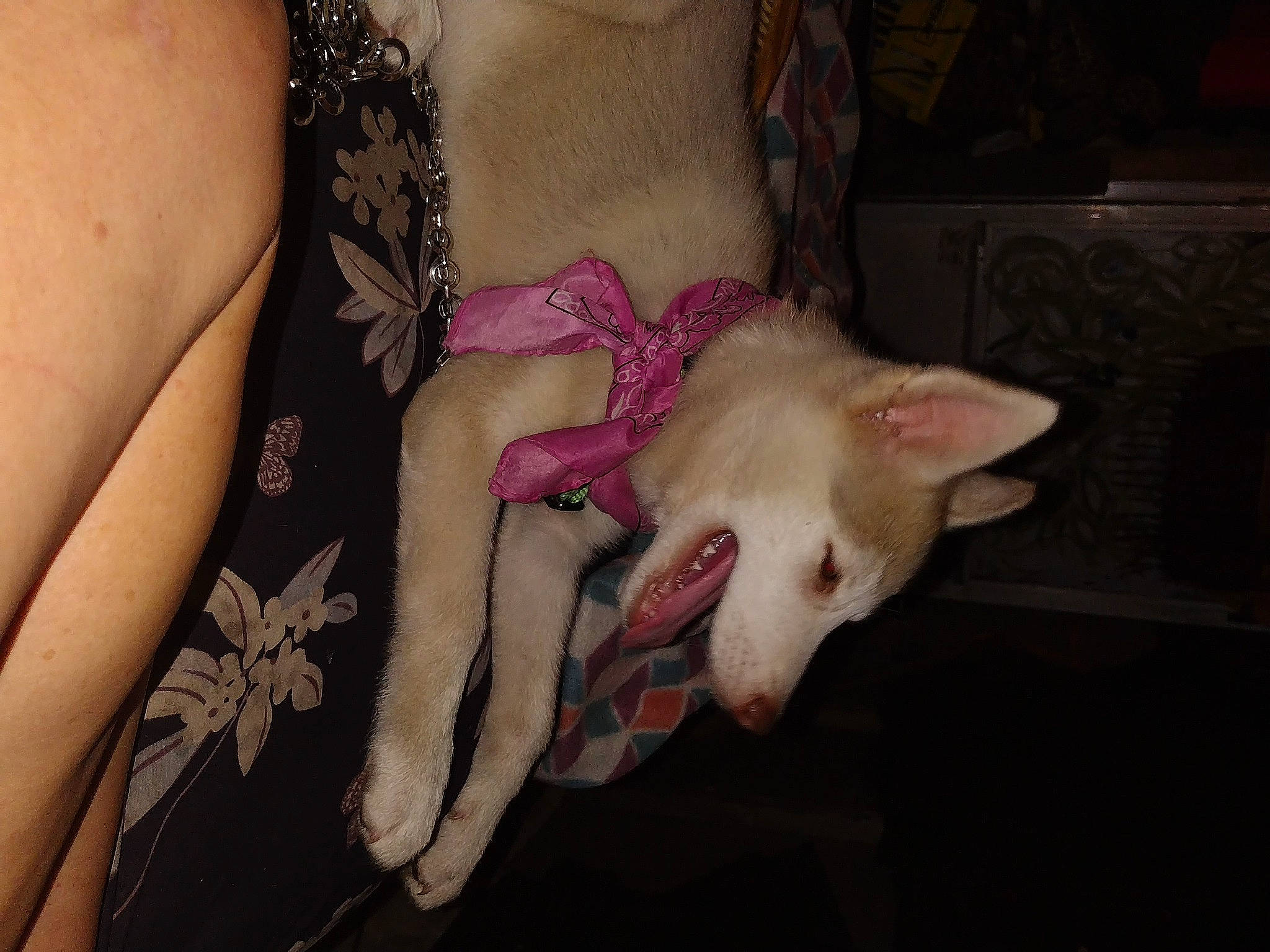 Sage is registered to the contest to win money with this photo: canidae, carnivore, comfort, companion_dog, dog, dog_breed, fashion_accessory, fawn, felidae, flesh, human_leg, nail, pattern, paw, snout, sporting_group, terrestrial_animal, toy_dog, whiskers, wrist