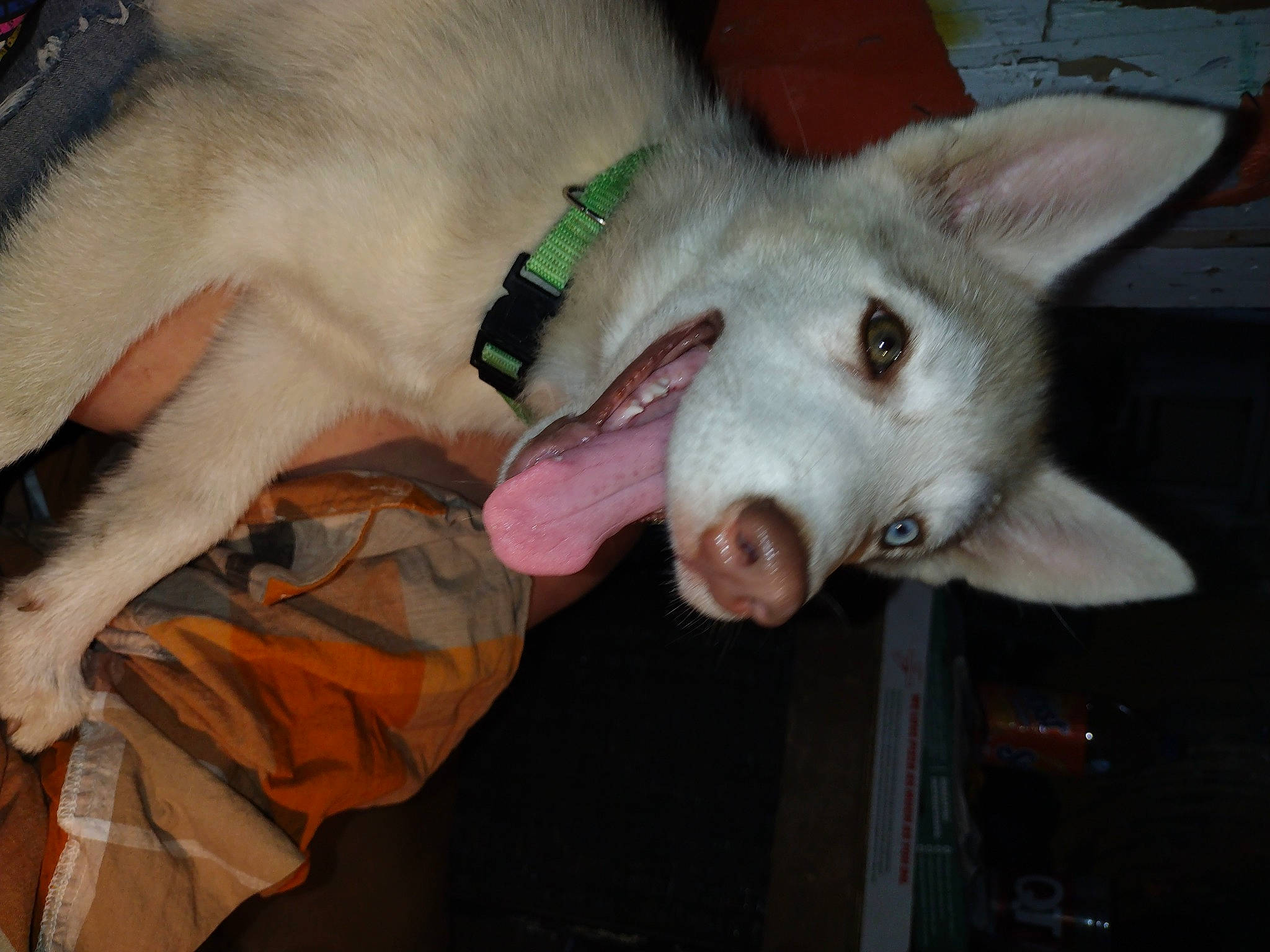 Sage joined the competition — help win amazing prizes! ancient_dog_breeds, canidae, canis, carnivore, companion_dog, dog, dog_breed, fang, fawn, fur, non_sporting_group, snout, sporting_group, terrestrial_animal, wolf, working_animal