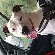 O'Neal a rejoint le concours — aidez-le/la à gagner de superbes lots ! animal, brown_ears, canine, car_interior, companion, daytime, dog, dog_harness, happy_dog, julius_k9, nature_outside, pet, road_trip, seat, smiling_dog, tongue_out, transportation, vehicle, white_dog, window