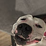 dog, white_dog, black_spots, close_up, smiling_dog, pet, animal, cute, lying_down, happy, face, canine, domestic_animal, indoor, relaxed, teeth, snout, fur, funny_expression, companion