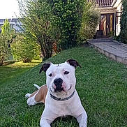O'Neal participe au concours pour gagner de l'argent avec cette photo : dog, grass, lawn, house, outdoor, pet, canine, collar, greenery, daylight, relaxed, backyard, animal, nature, portrait, mammal, frontyard, sunlight, domestic_animal, resting