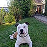 dog, grass, lawn, house, outdoor, pet, canine, collar, greenery, daylight, relaxed, backyard, animal, nature, portrait, mammal, frontyard, sunlight, domestic_animal, resting