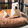 O'Neal a rejoint le concours — aidez-le/la à gagner de superbes lots ! animal, balcony, brown_bed, calm, canine, comfortable, companion, concrete_floor, daytime, dog, domestic_animal, fence, outdoor, pet, relaxed, resting, sunlight, sunny, white_and_brown_fur, wooden_fence